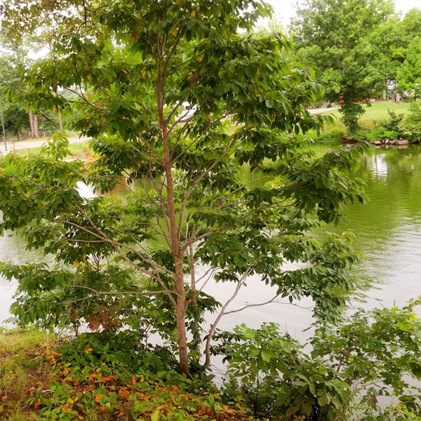 Bear Creek RV Park — photo 3