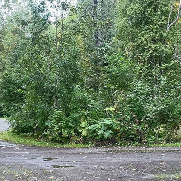 Montana Creek Campground — photo 4